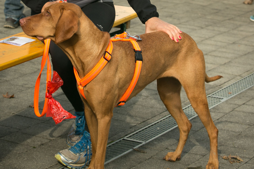 Hundegeschirr anziehen