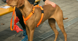 Hundegeschirr anziehen