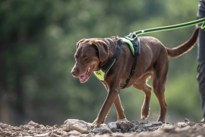 Hundegeschirr IDC Longwalk